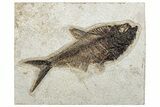 Detailed Fossil Fish (Diplomystus) - Wyoming #292530-1